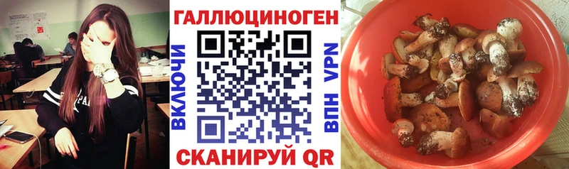 это Telegram Петровск Галлюциногенные грибы GOLDEN TEACHER